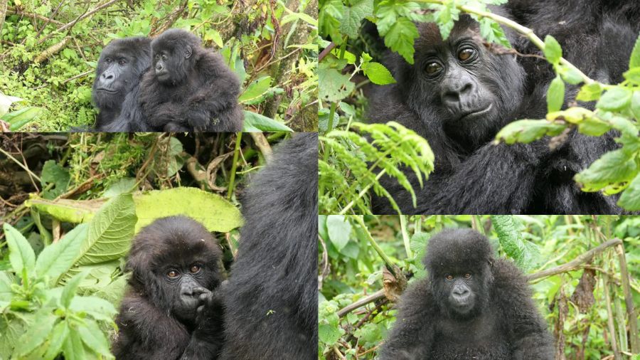 gorillas supported for 2024 GDS-ICCA-CityDNA Certificate in Regenerative Destination Management graduates