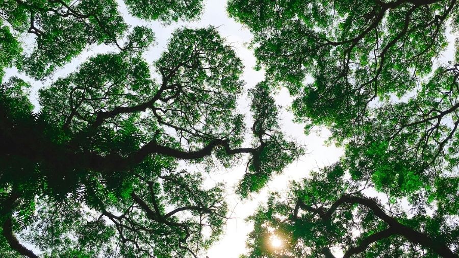 Tree canopy from below