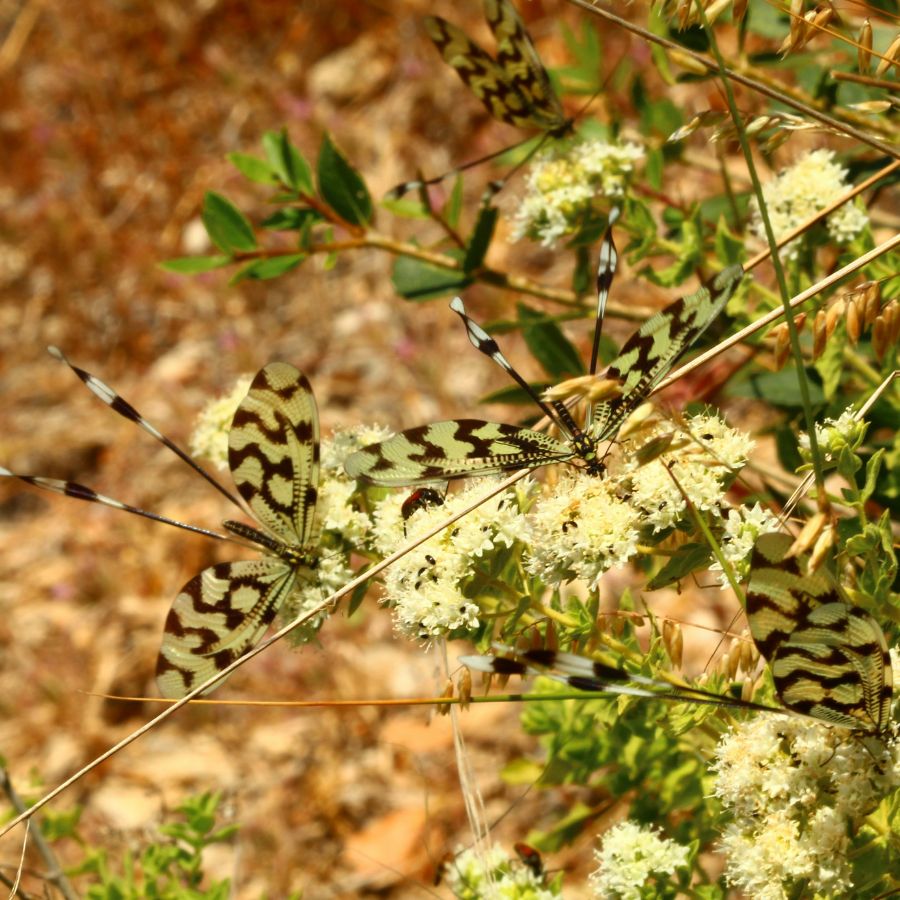 Blueprints Are Out; Biomimicry Is In – Living Systems are the New Logic | Awesome Alumni Guest Post