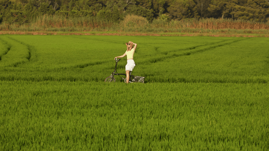 L'Horta rice fields
