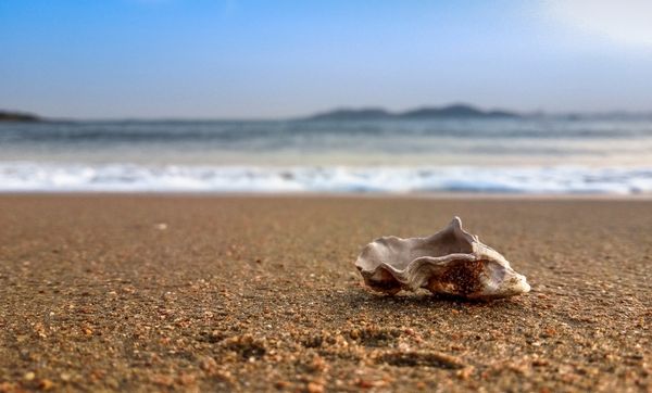 beautiful shell on beach beautiful shell on beach