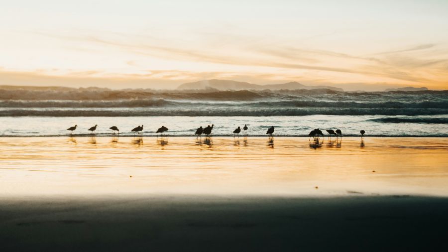 calm birds look for treats as the wave recedes