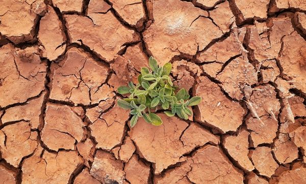 desert with plant desert with plant