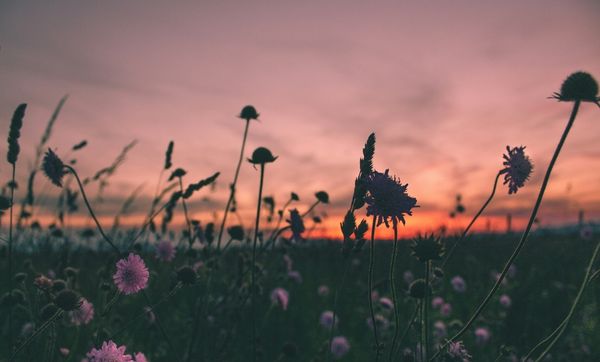 flowers silhouette at sunset