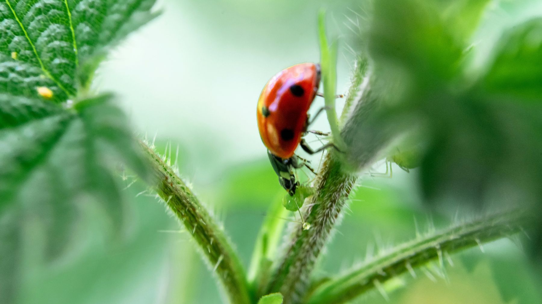 ladybug going down plant stem