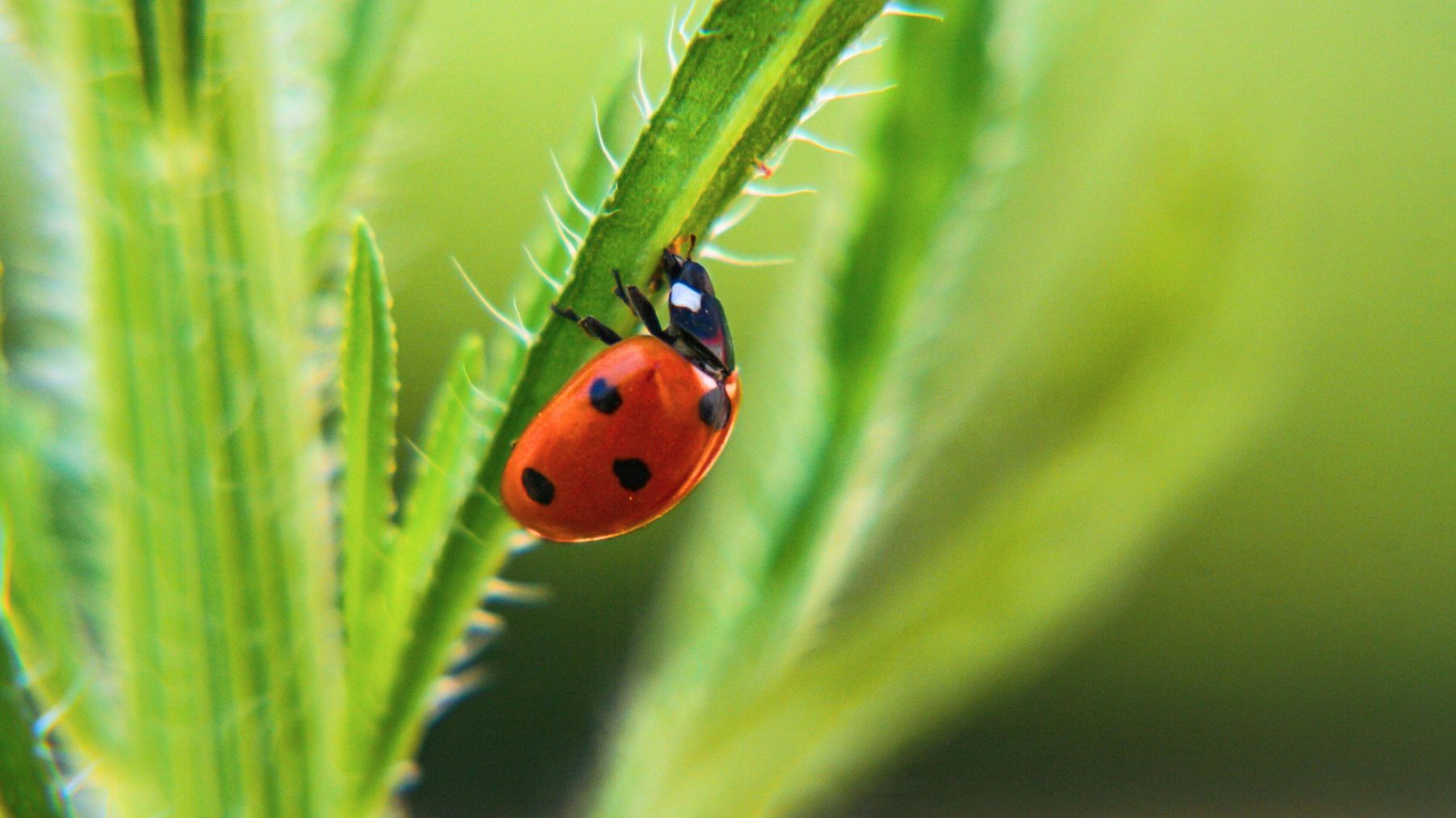 ladybug on hairy leaf
