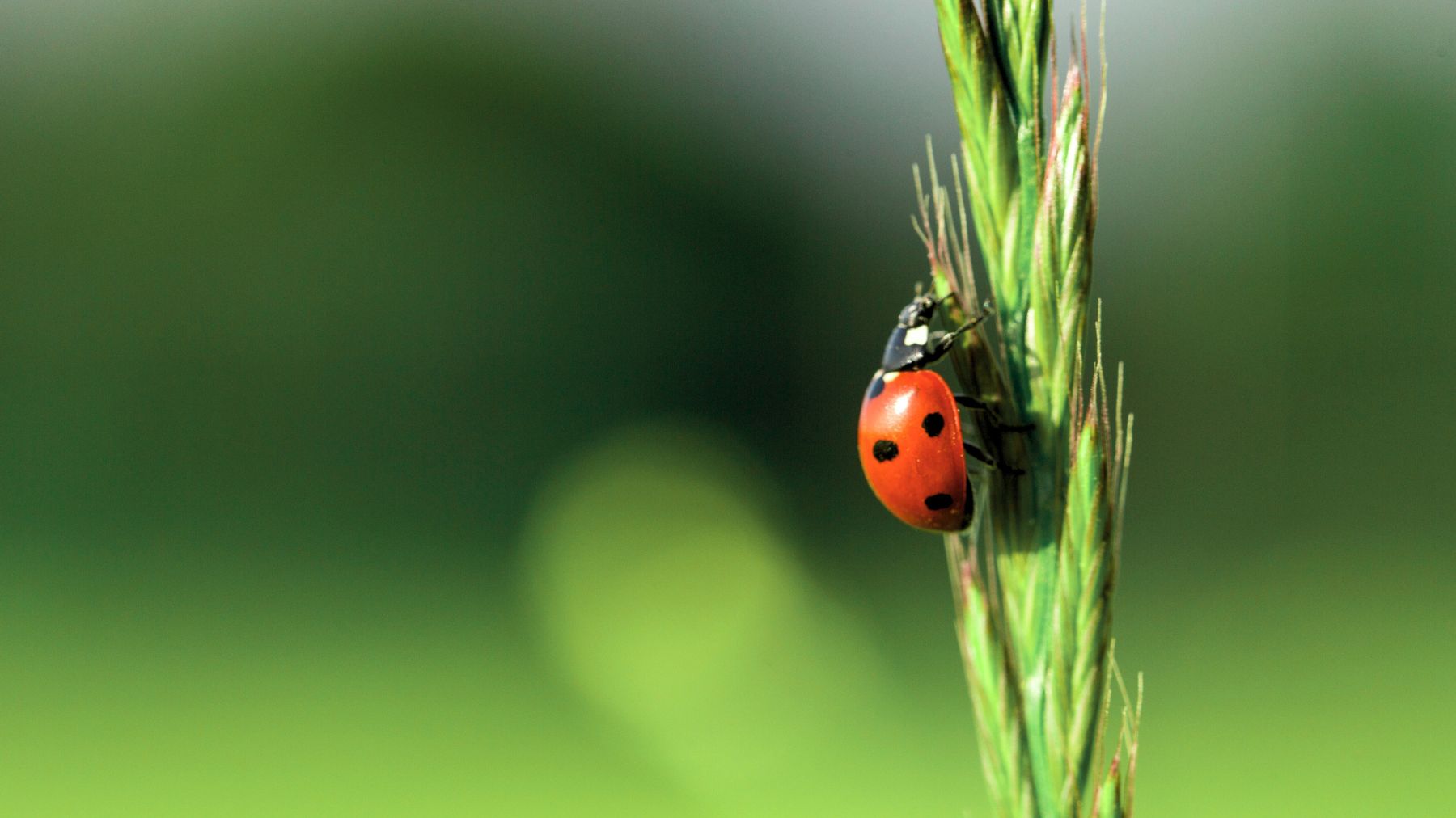 ladybug on plant out in open