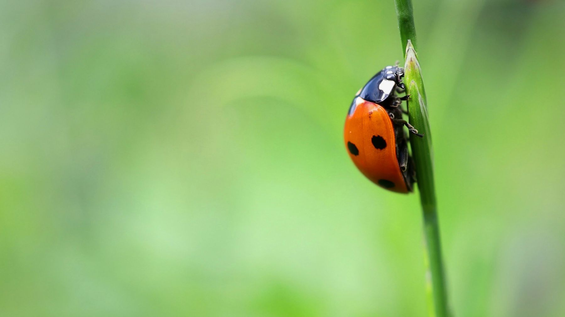 ladybug on tip of blade of grass