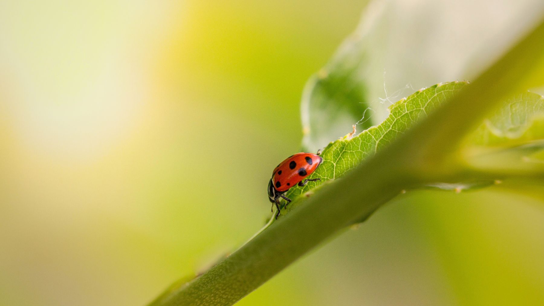 ladybug on way up plant stem