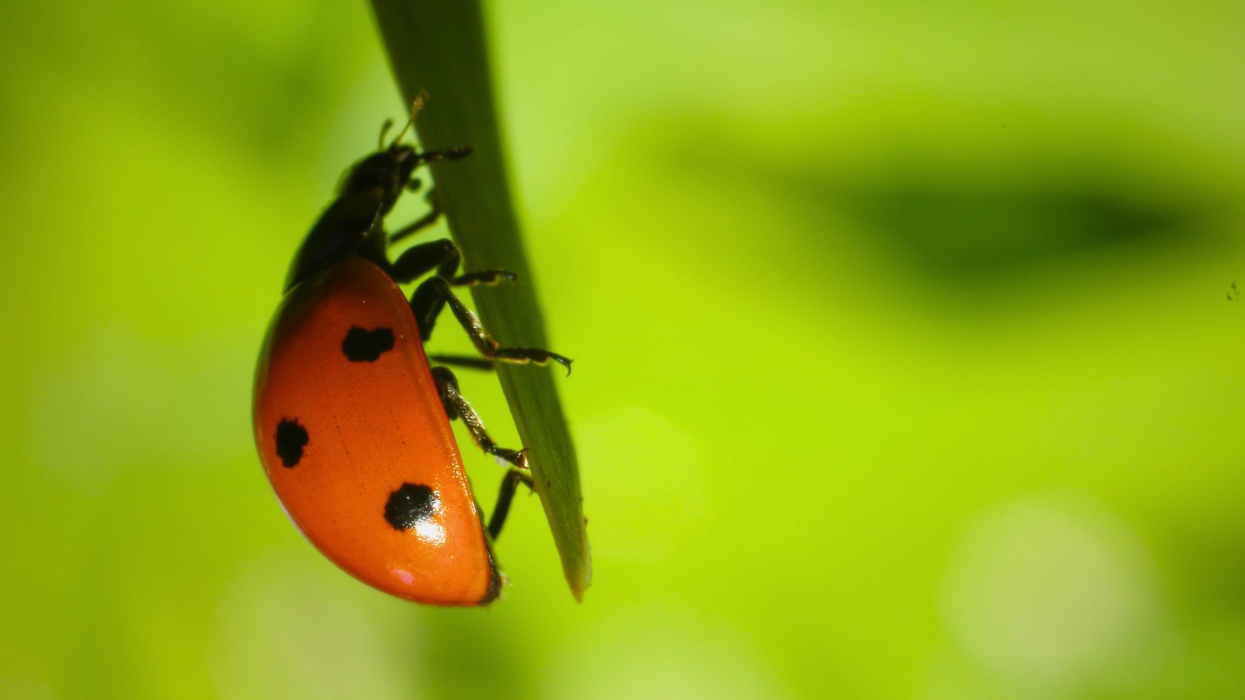 ladybug precariously positioned on shoot of plant