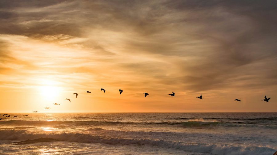 marine birds fly together against an orange sunset